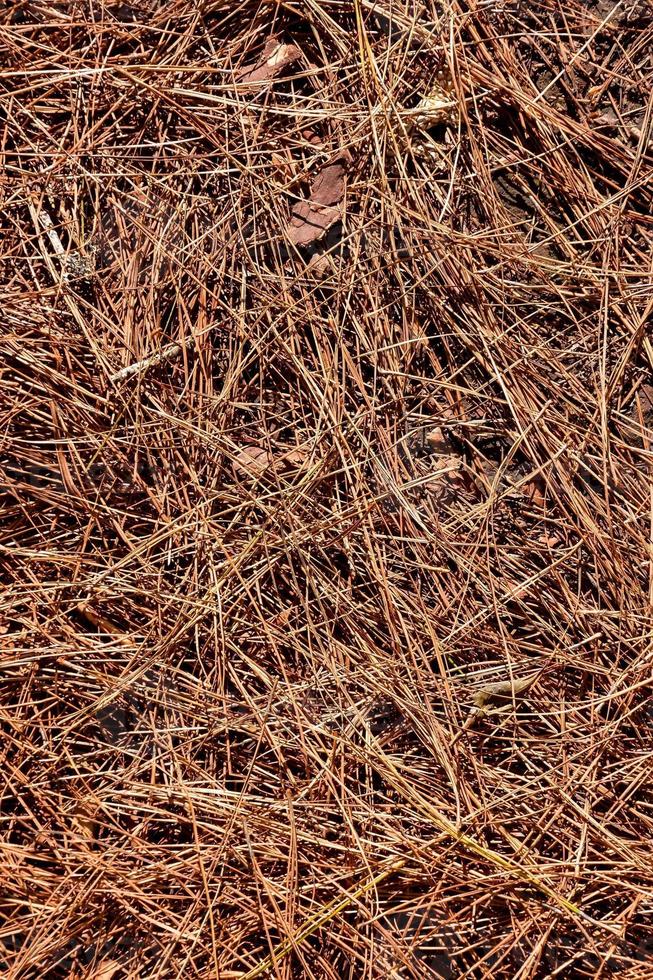 Dry grass close-up photo