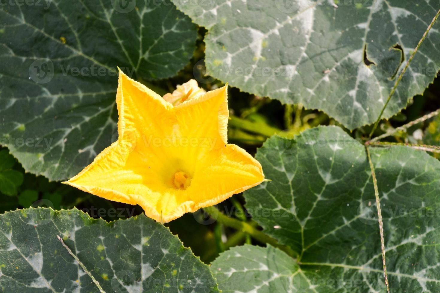 Pumpkin flower close-up photo