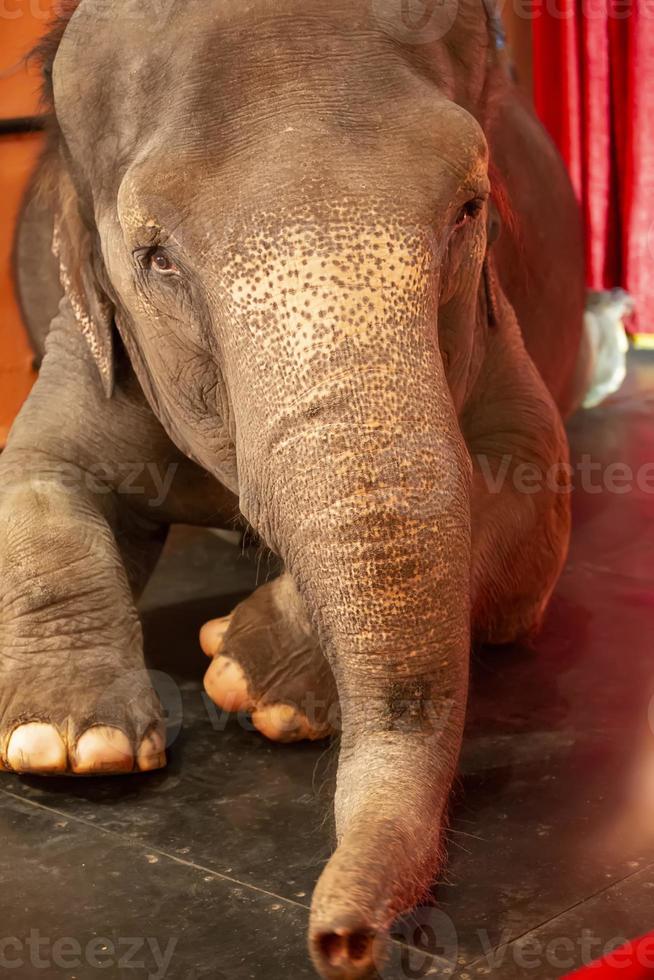 Indian elephant in the circus close-up. photo