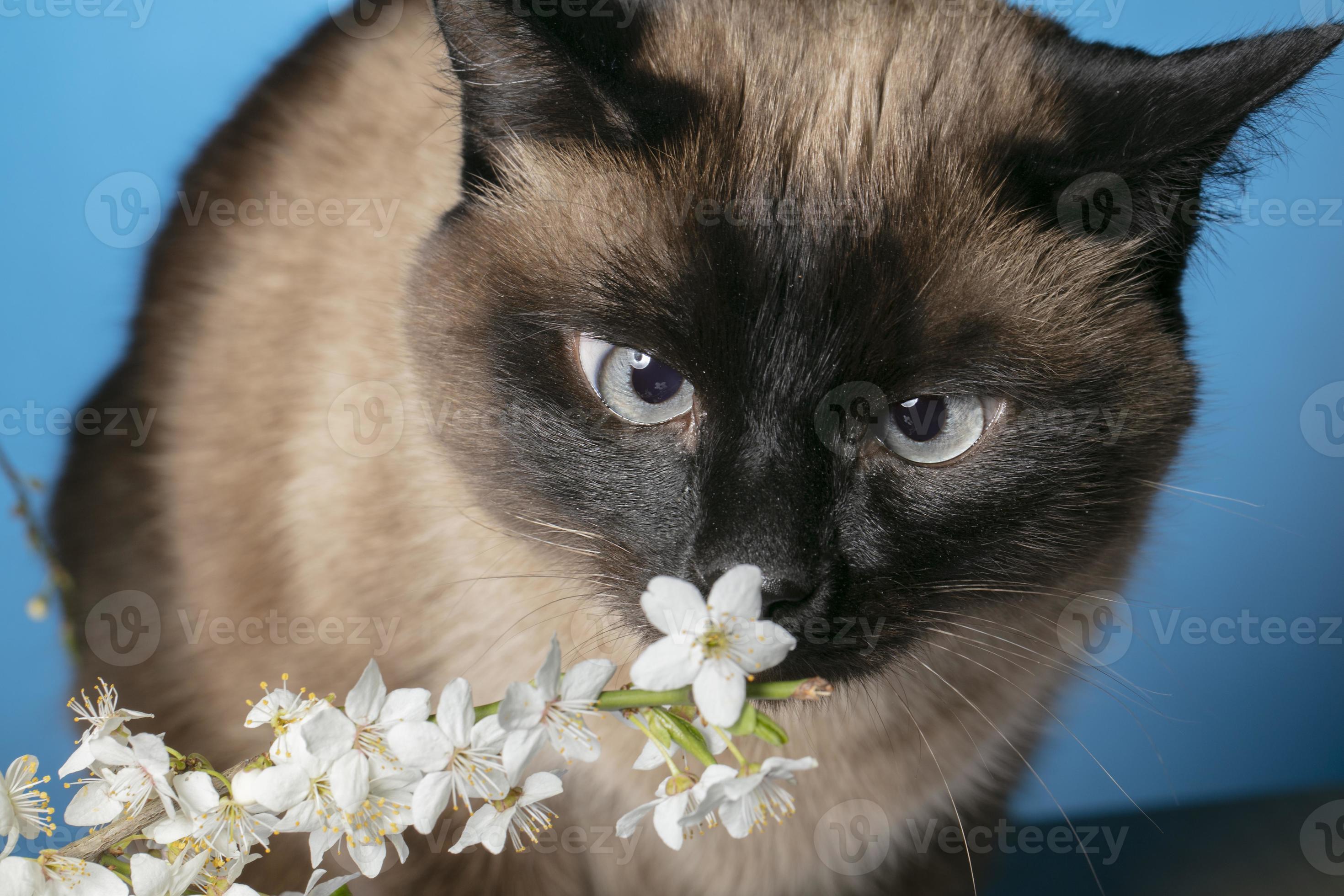 Funny cat sniffs white flowers on a blue background. 18907067 Stock