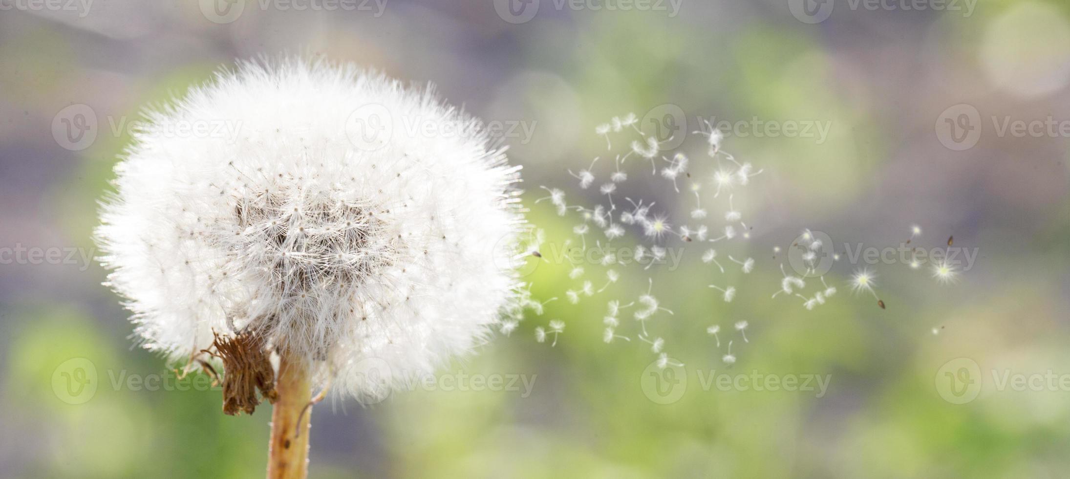 Seeds are flying from a fluffy dandelion on a green background. Environmental background banner. photo