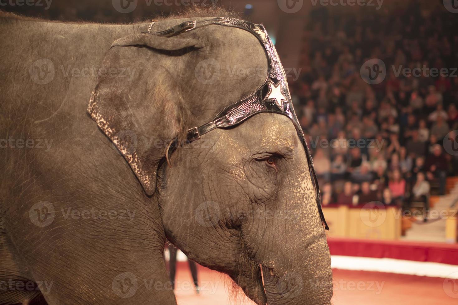 Part of the muzzle of a circus elephant against the background of blurred spectators. Animals in the circus. photo