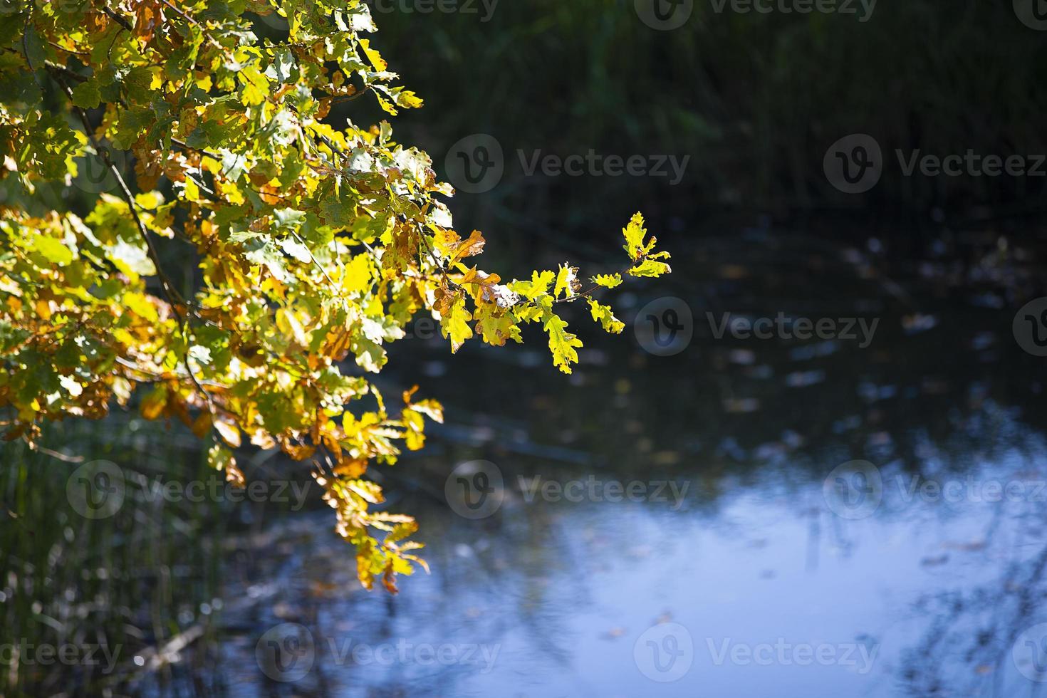 A branch of an old autumn oak tree hangs over the blue water of a forest lake. photo