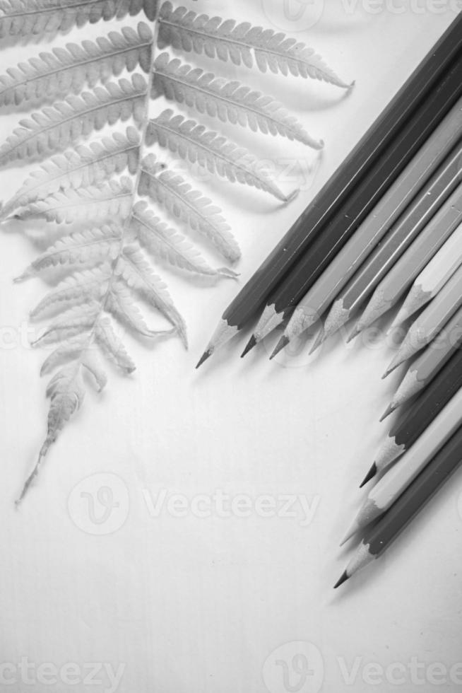 colored pencils neatly lined up on white paper, there are sharpeners and leaves photo