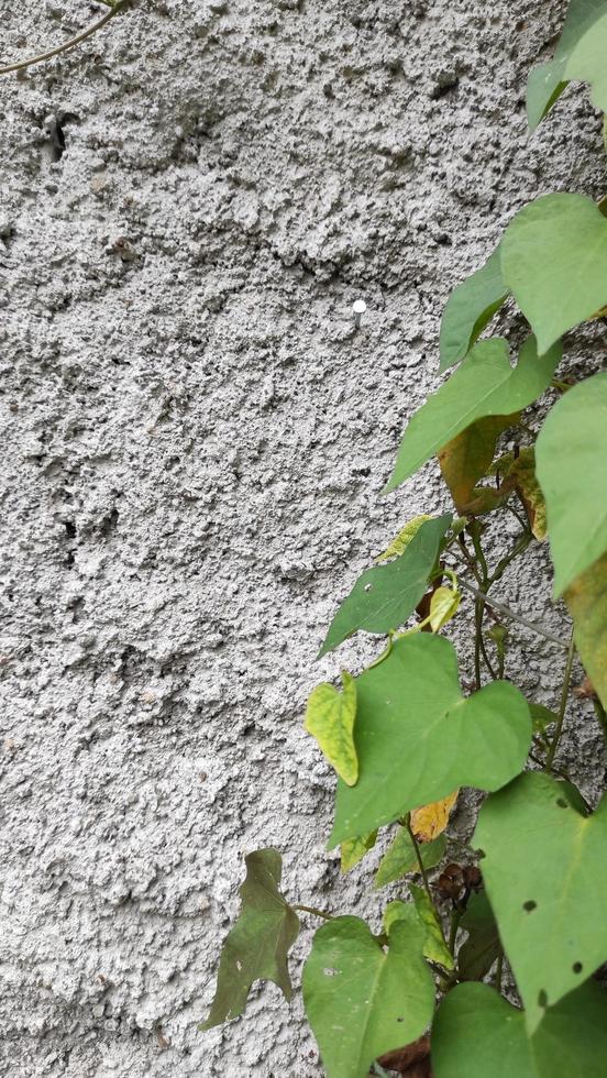 floral green leaf nature background photo