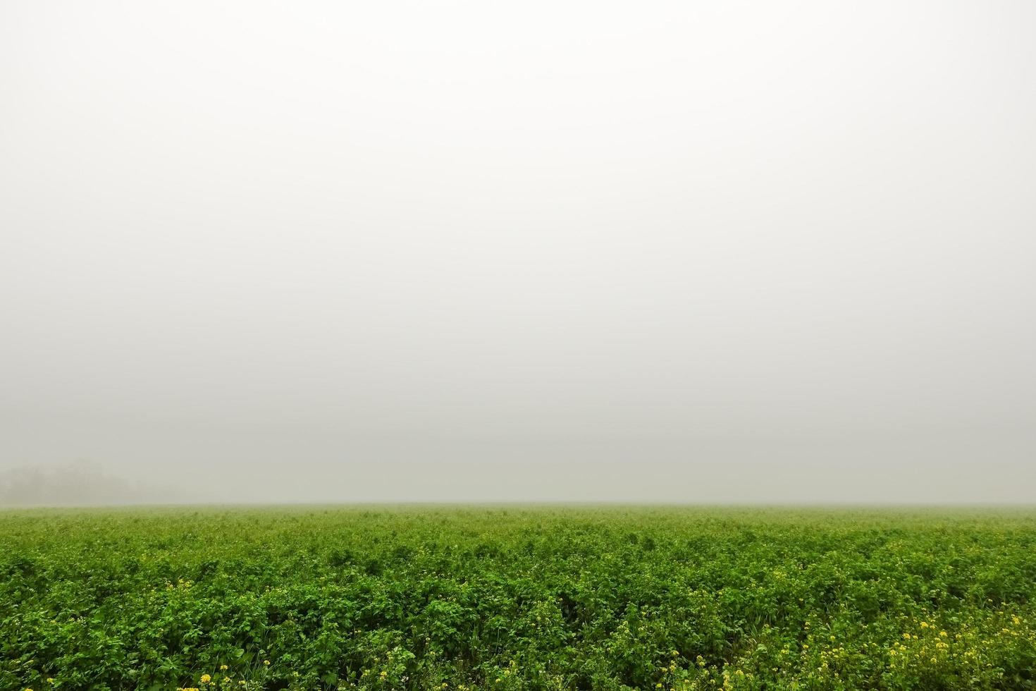 green field with very dense fog during hiking photo