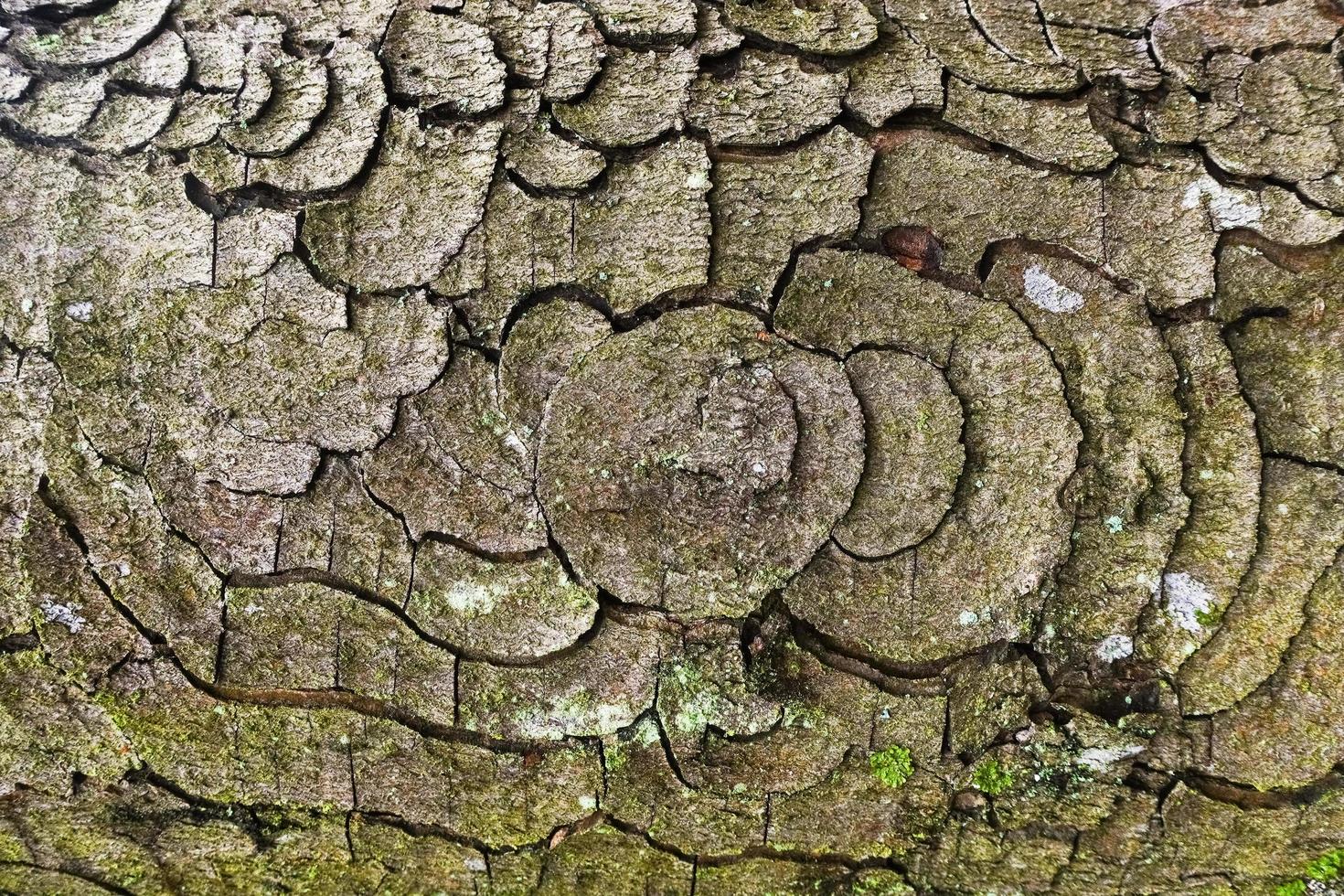 gnarled bark of a tree with many curves and circles in a forest photo