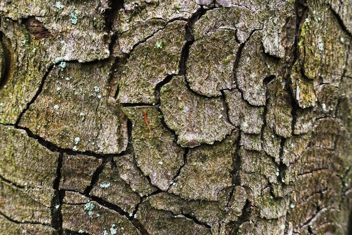 gnarled bark of a tree with many circles in a forest macro photo