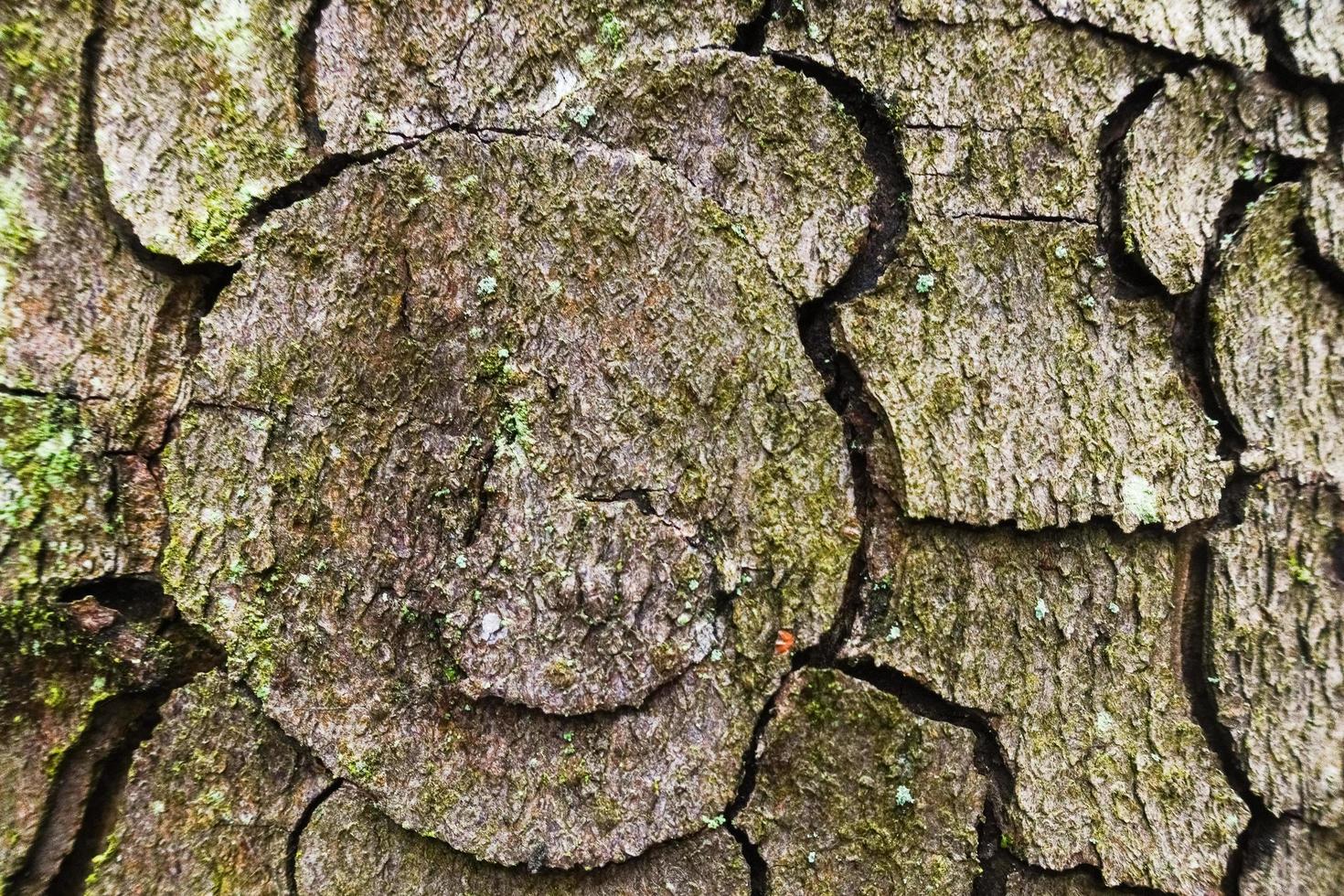 corteza nudosa de un árbol con muchos detalles de curvas y círculos foto