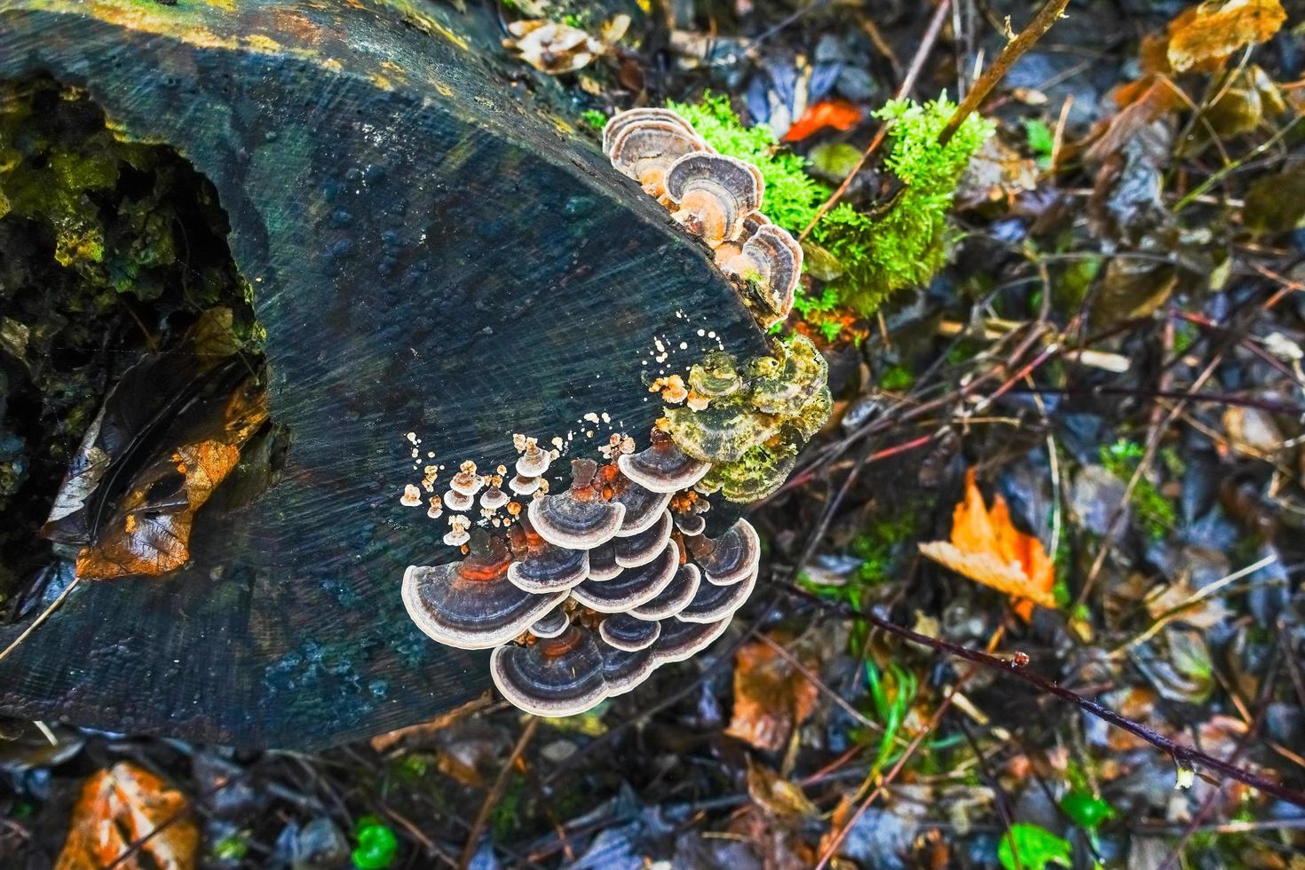 many colored polypore mushrooms on a tree trunk in a forest view from above photo