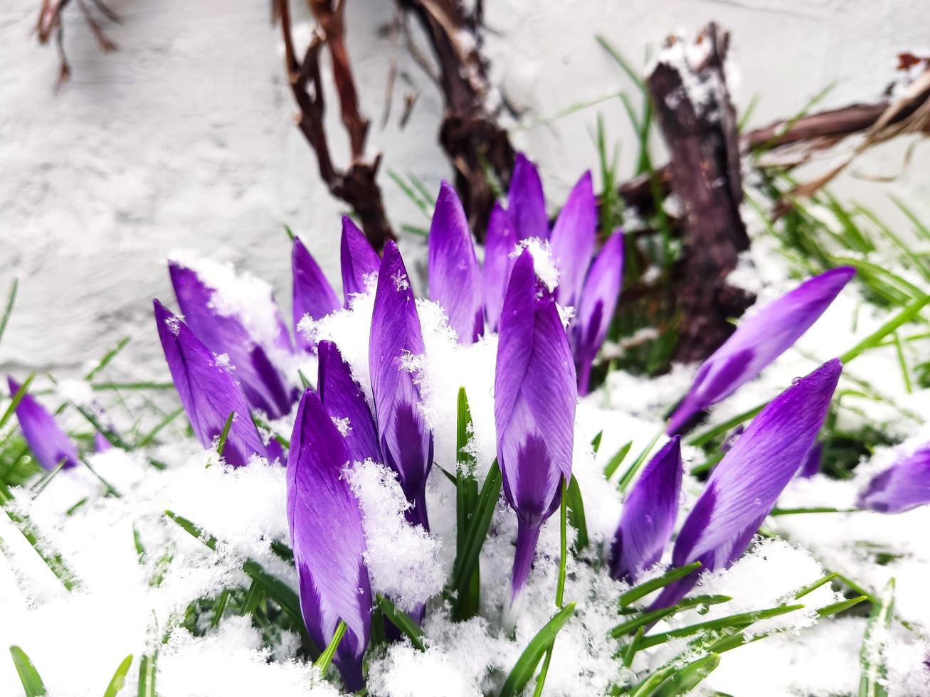 Violet crocuses blossom in snow photo