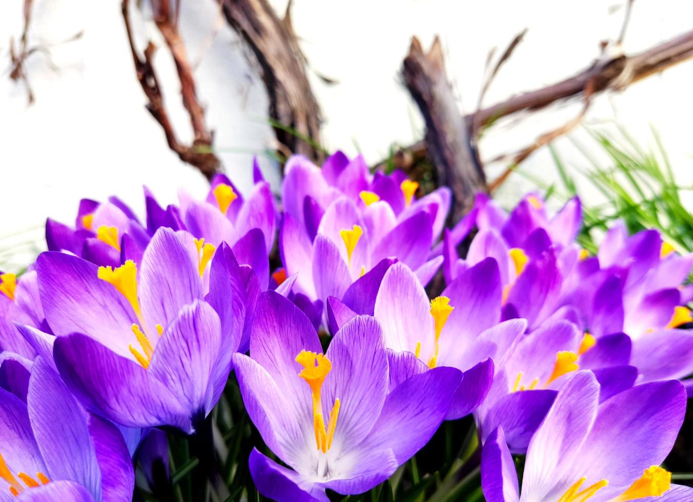 Violet crocuses blossom in snow photo