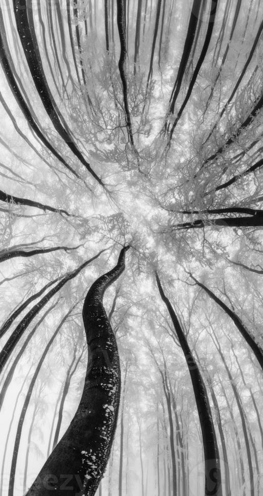 Winter tree crown photo