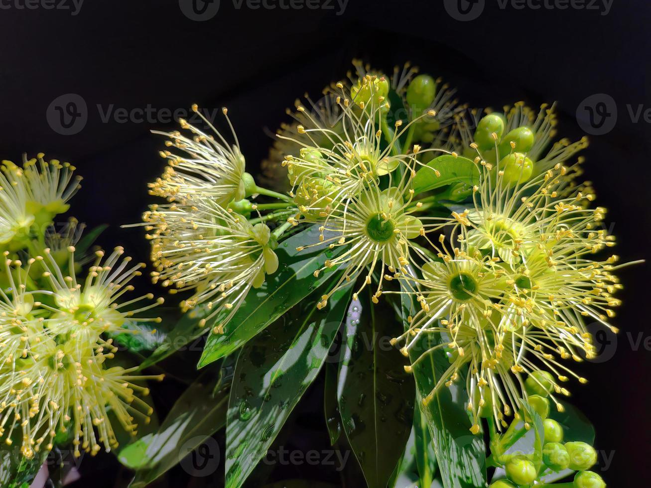 Close up beautiful yellow, love at first sight, flower, Golden Penda, first love, Xanthostemon chrysanthus, natural, sunlight in dark background photo