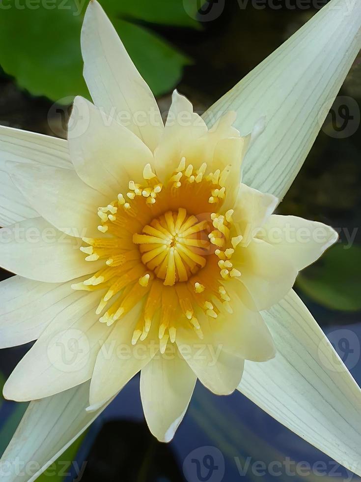 Directly above light yellow Lotus flowers with green lotus leaves background, element, spa, peaceful meditation sign, calm, tropical flowers, Buddhism, dhamma photo