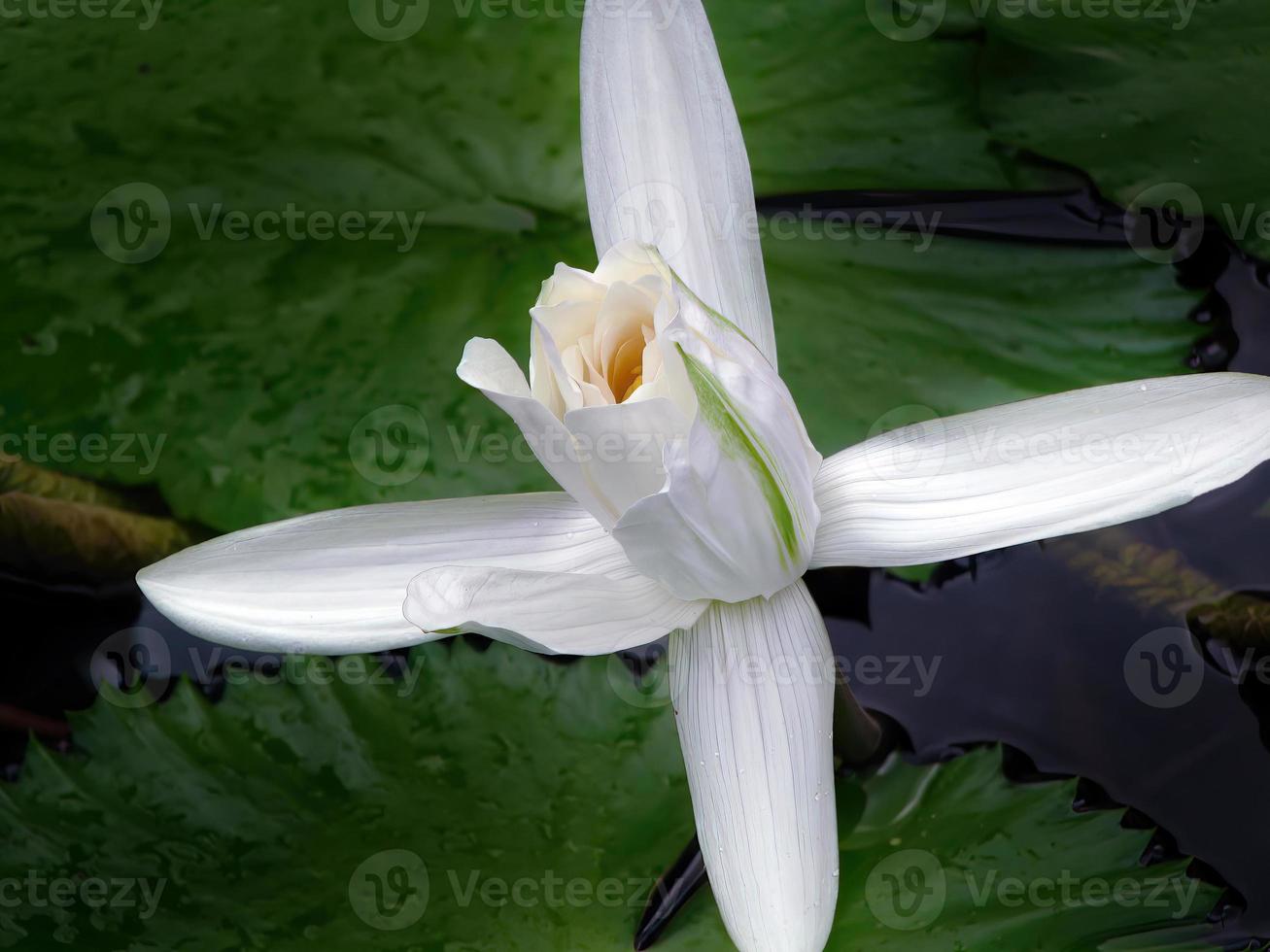 Close up white Lotus flowers with green lotus leaves background, element, spa, peaceful meditation sign, calm, tropical flowers, Buddhism, dhamma photo