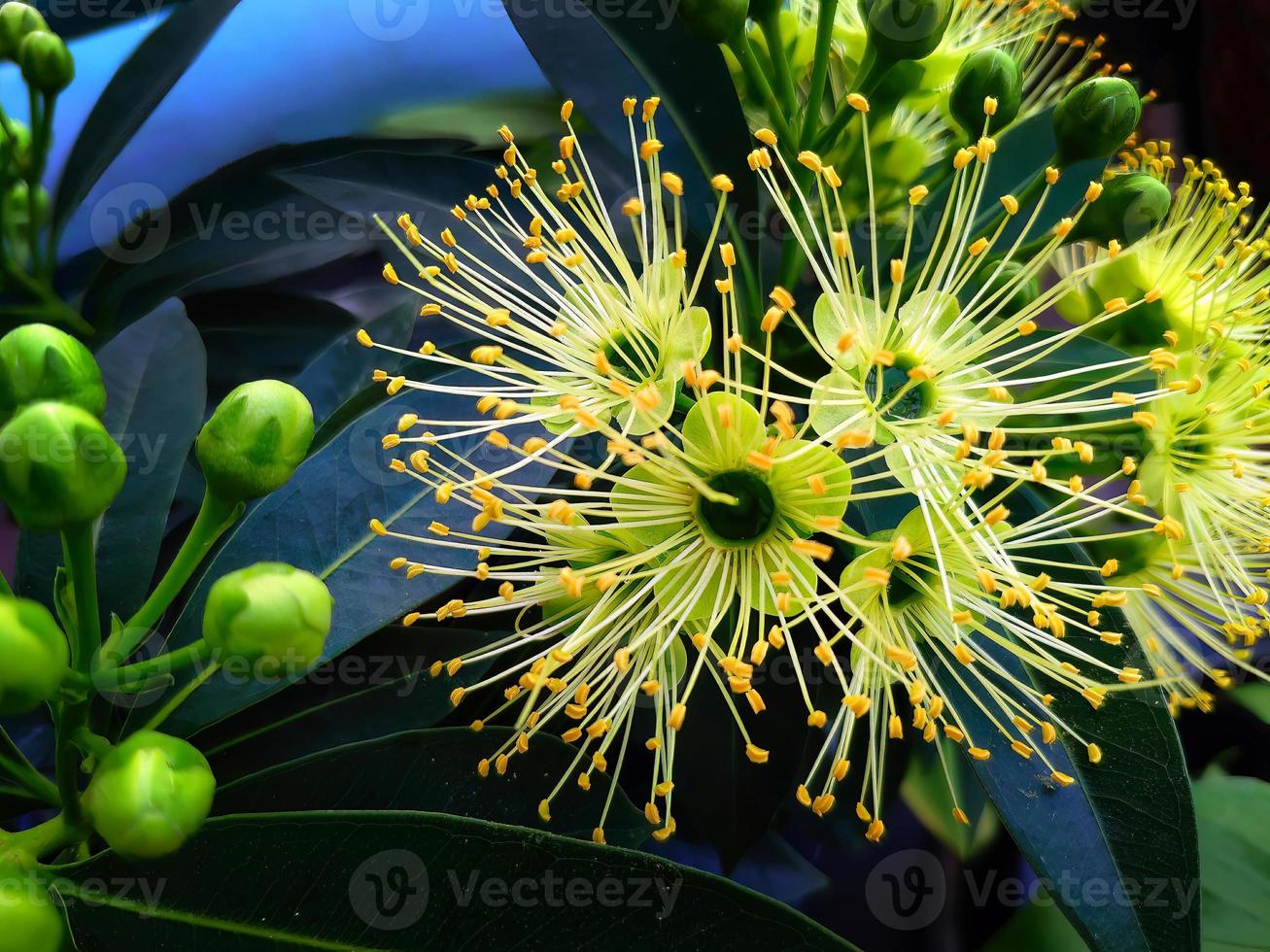 Close up beautiful yellow, love at first sight, flower, Golden Penda, first love, Xanthostemon chrysanthus, natural, sunlight in dark background photo
