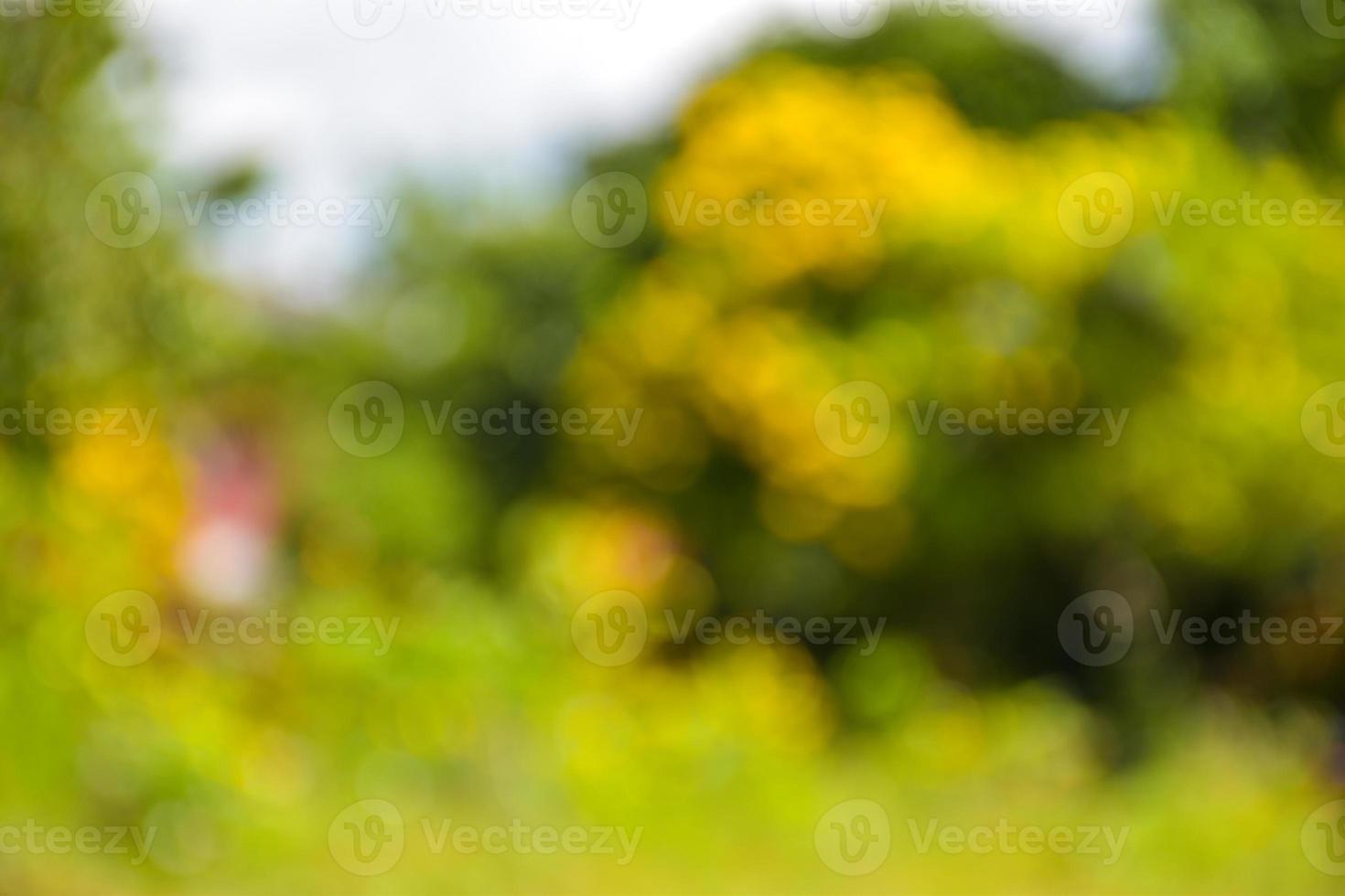 bokeh luz la luz del sol belleza naturaleza en jardín foto