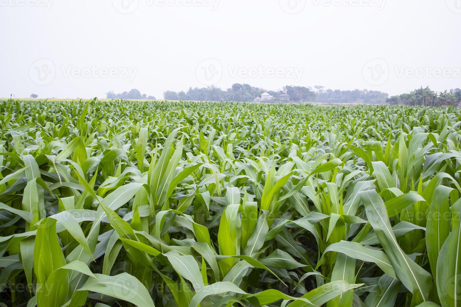 corn field with green leaves, closeup of photo with selective focus