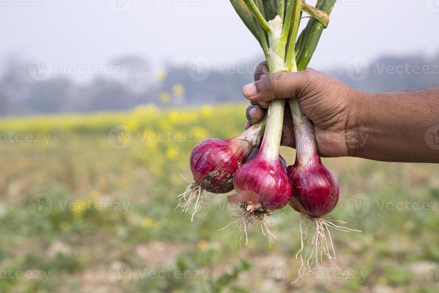 Farmer holding fresh red onions or Shallot in the field, selective focus photo