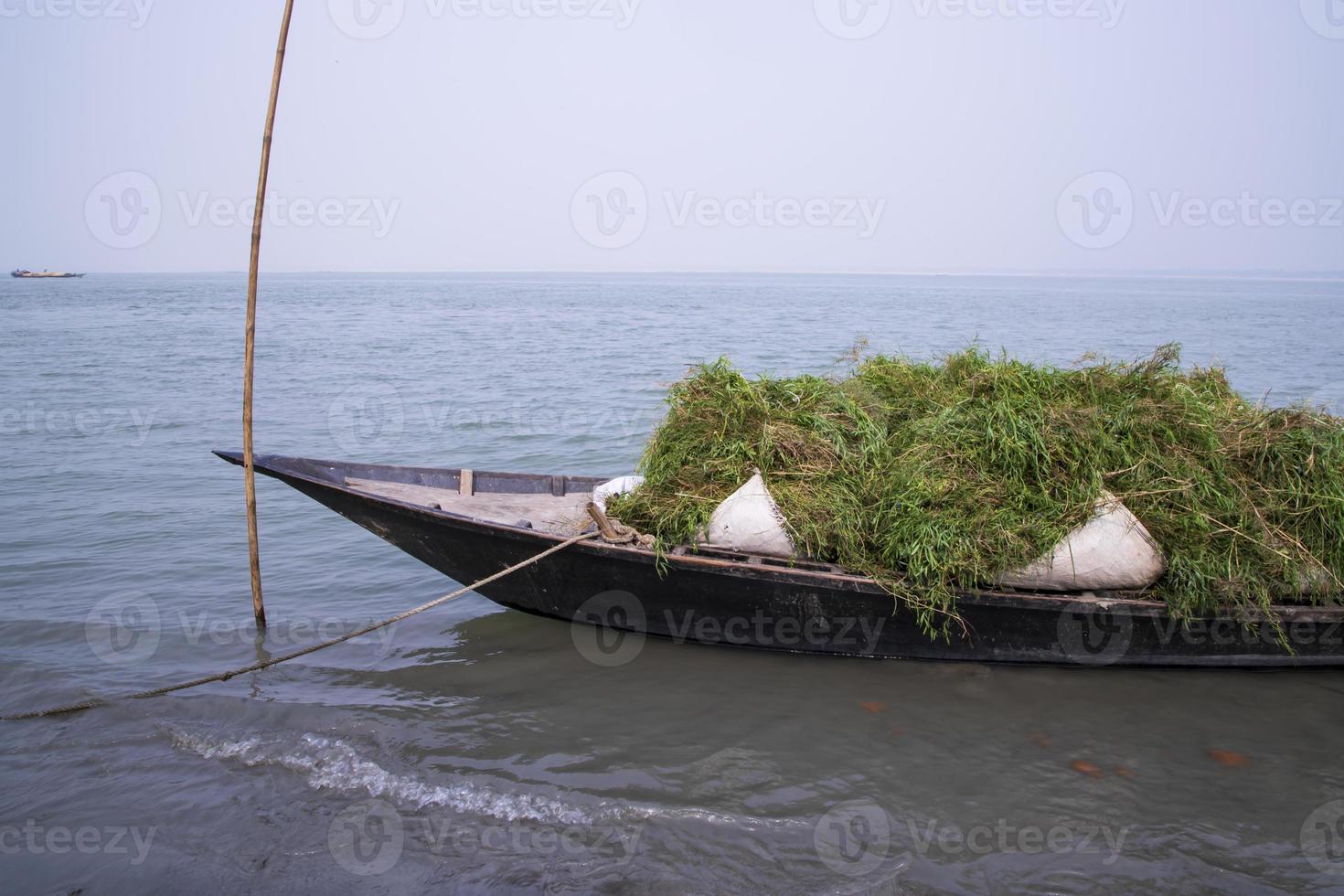 stacked green grass on the boat on the shore of the Padma river in Bangladesh photo