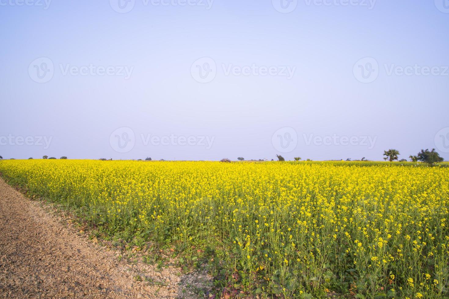 camino de tierra rural a través del campo de colza con el fondo del cielo azul foto