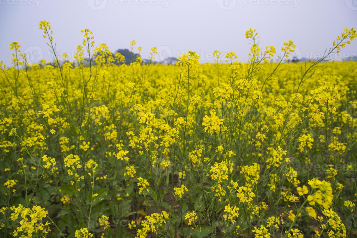 hermoso paisaje floral vista de flores de colza en un campo en el campo de bangladesh foto