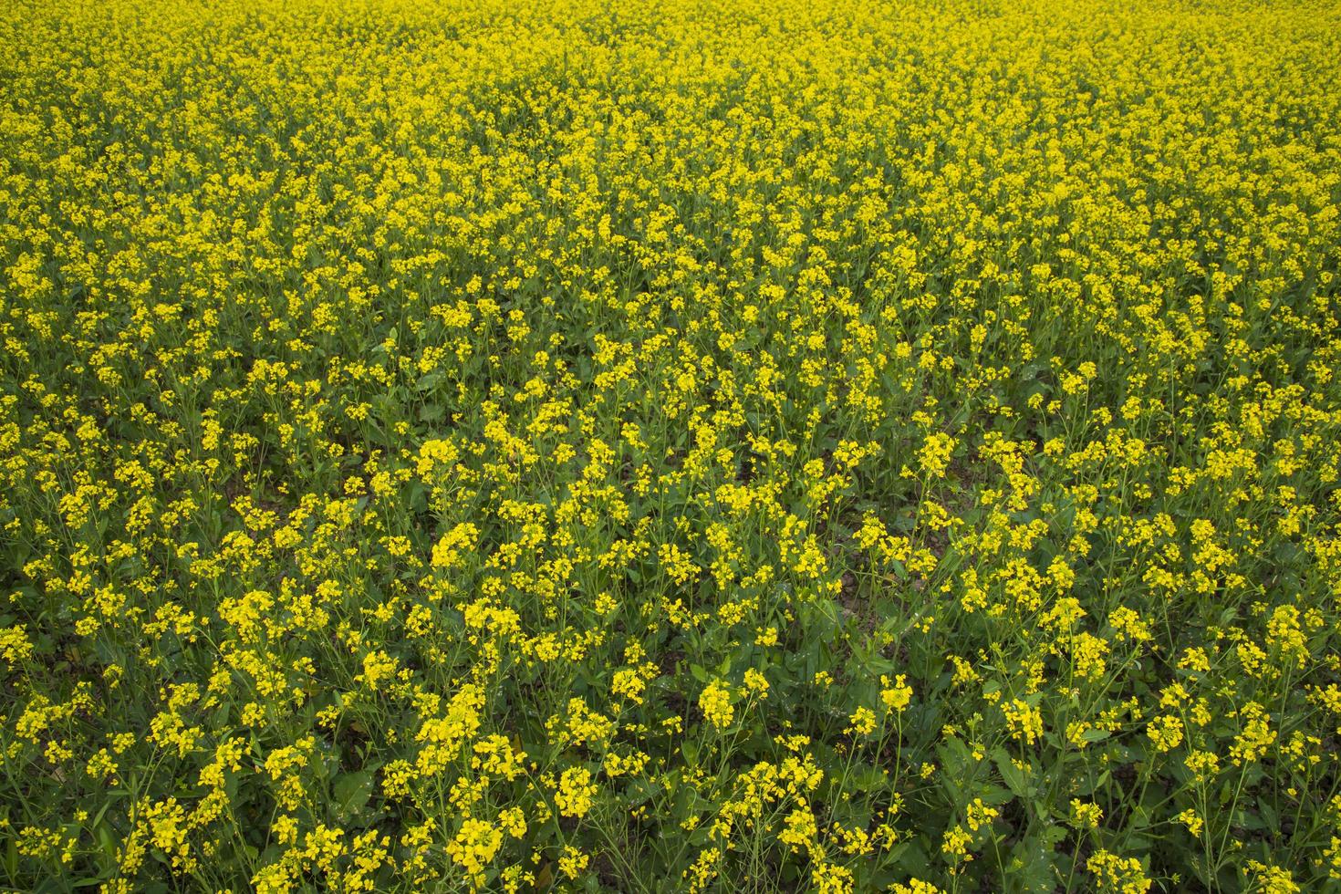 Blooming Yellow Rapeseed flowers in the field.  can be used as a floral texture background photo