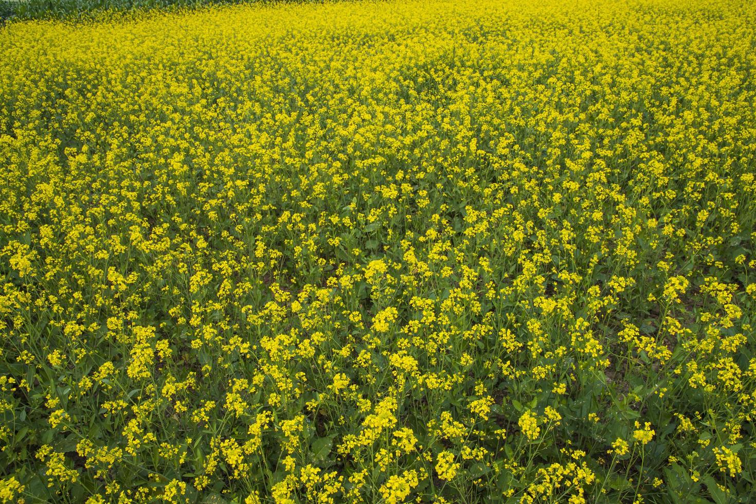 Blooming Yellow Rapeseed flowers in the field.  can be used as a floral texture background photo