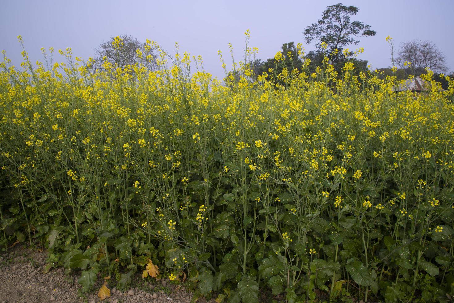 Yellow Rapeseed flowers in the field with blue sky. selective focus Natural landscape view photo