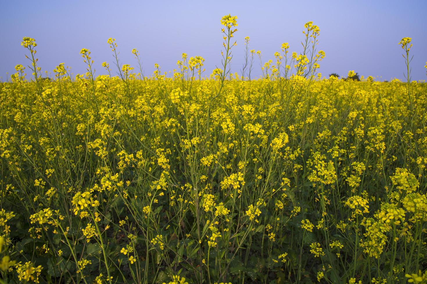 Yellow Rapeseed flowers in the field with blue sky. selective focus Natural landscape view photo