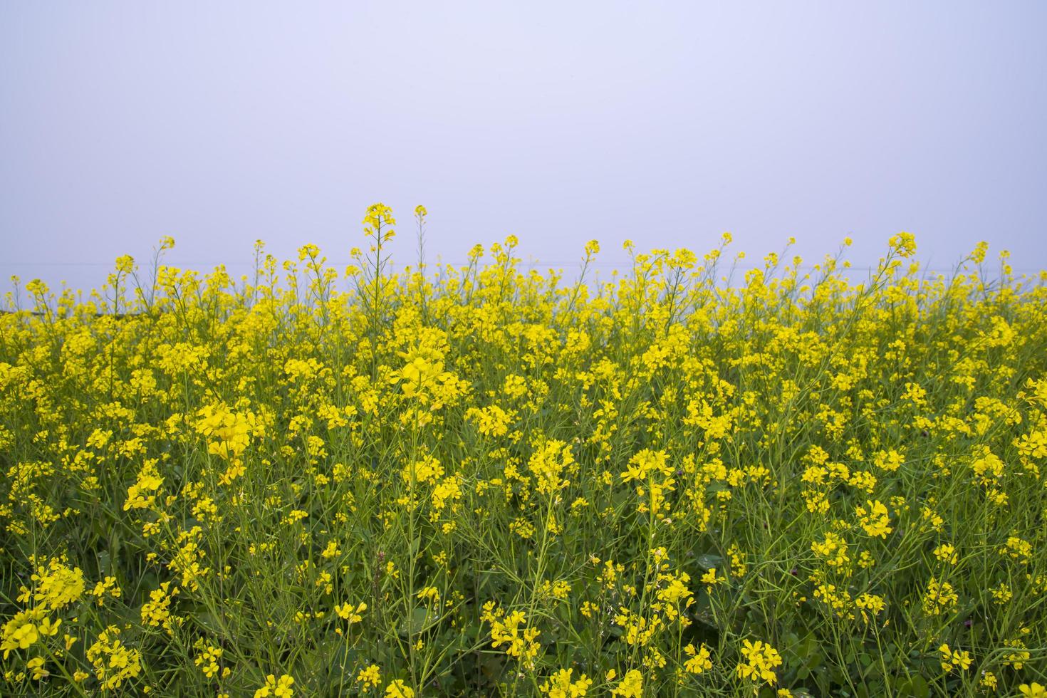 Yellow Rapeseed flowers in the field with blue sky. selective focus Natural landscape view photo