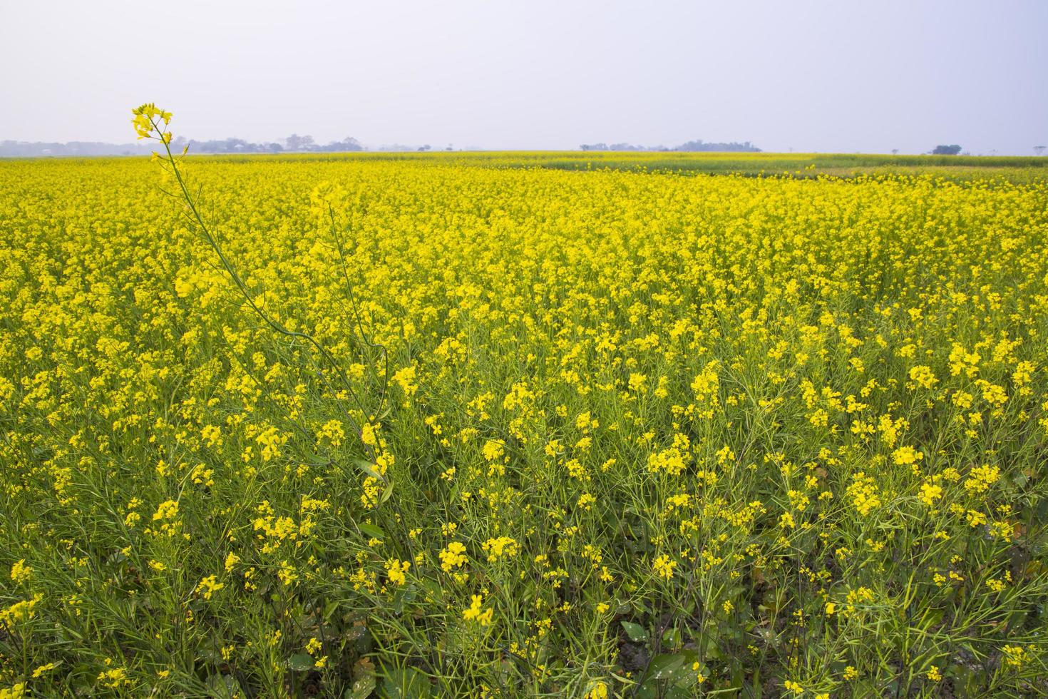 Beautiful Floral Landscape View of Rapeseed blossoms in a field in the countryside of Bangladesh photo