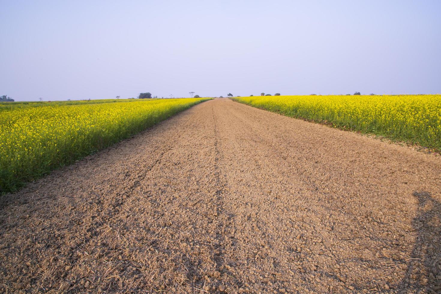 camino de tierra rural a través del campo de colza con el fondo del cielo azul foto