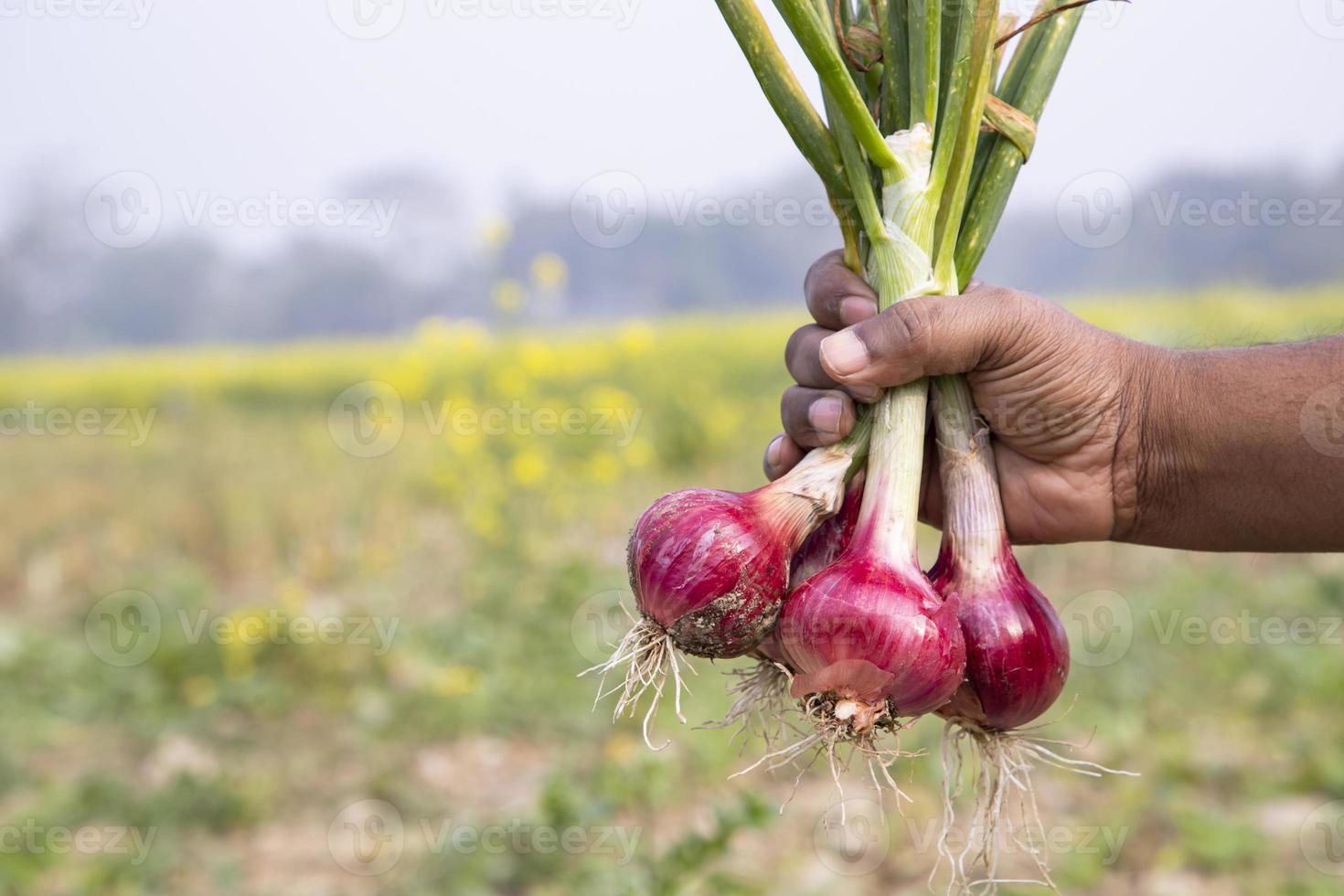 Farmer holding fresh red onions or Shallot in the field, selective focus photo