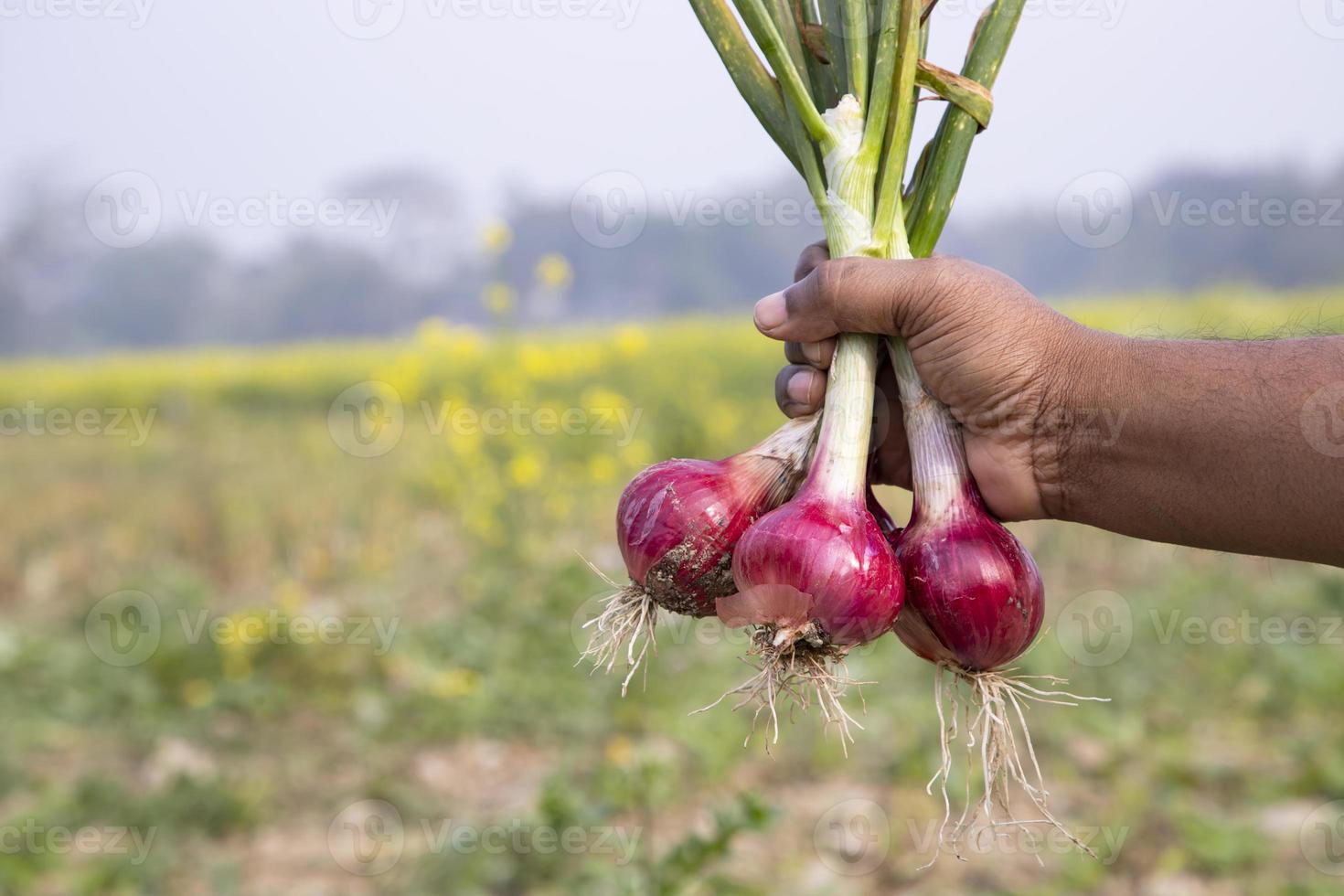 Farmer holding fresh red onions or Shallot in the field, selective focus photo
