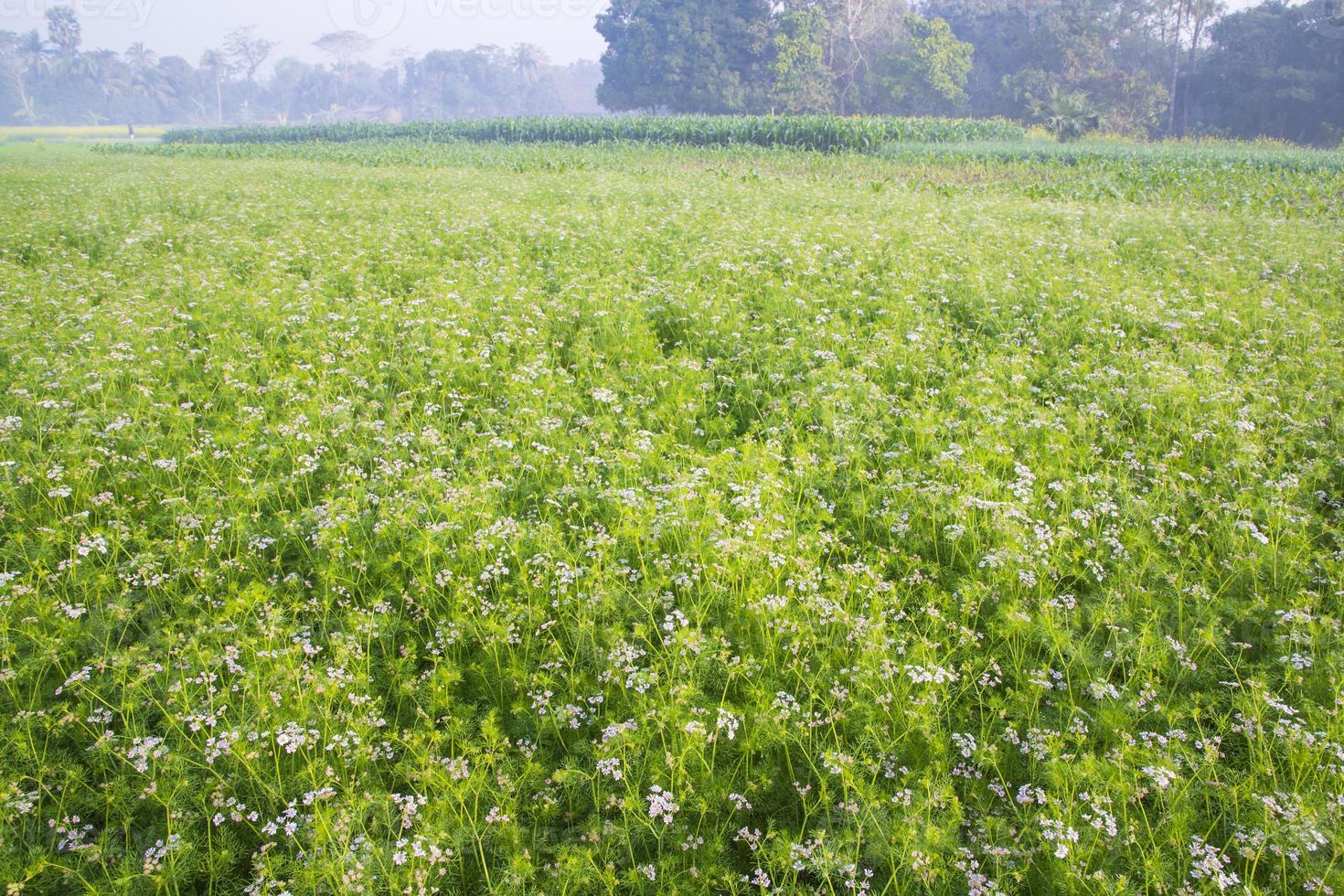 Green field of blooming coriander with small white flowers photo