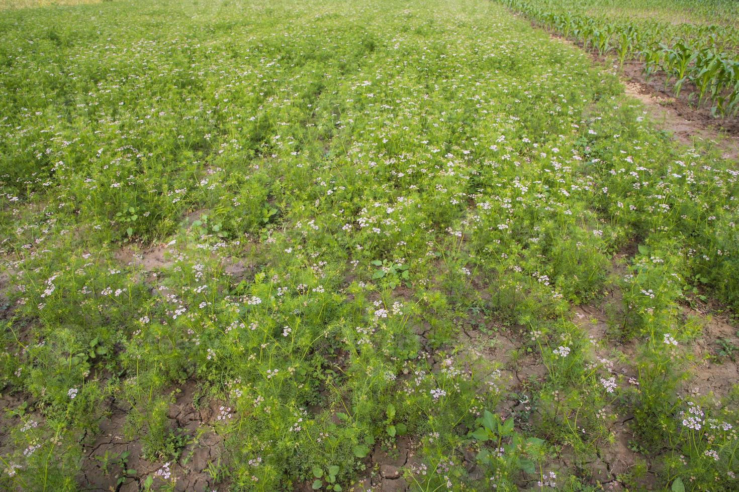 Green field of blooming coriander with small white flowers photo