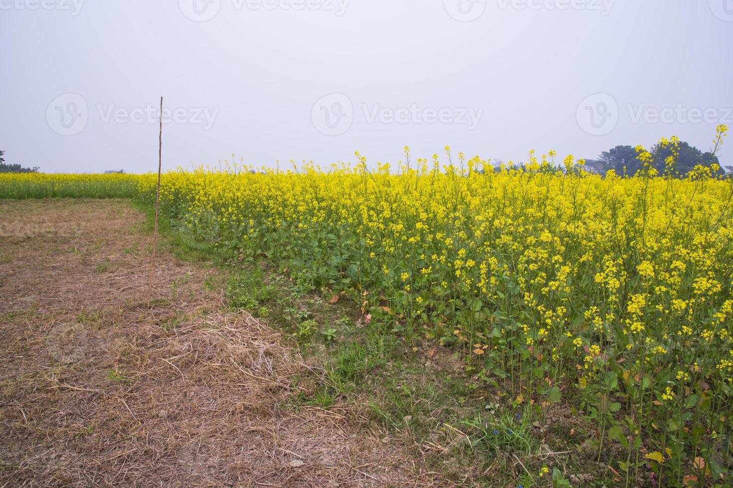 Rural dirt road through the rapeseed field with the blue sky background photo