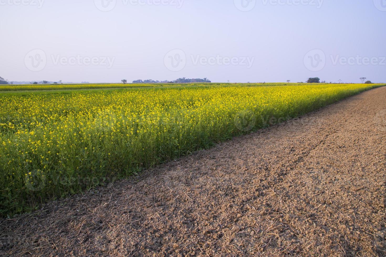 Rural dirt road through the rapeseed field with the blue sky background photo