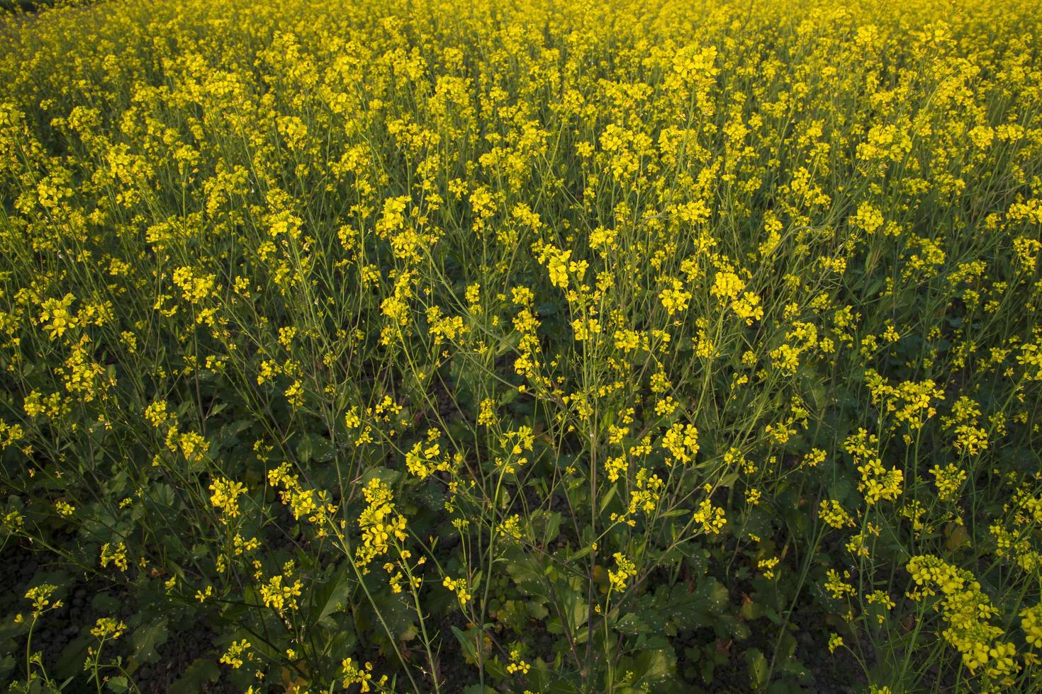 Blooming Yellow Rapeseed flowers in the field.  can be used as a floral texture background photo