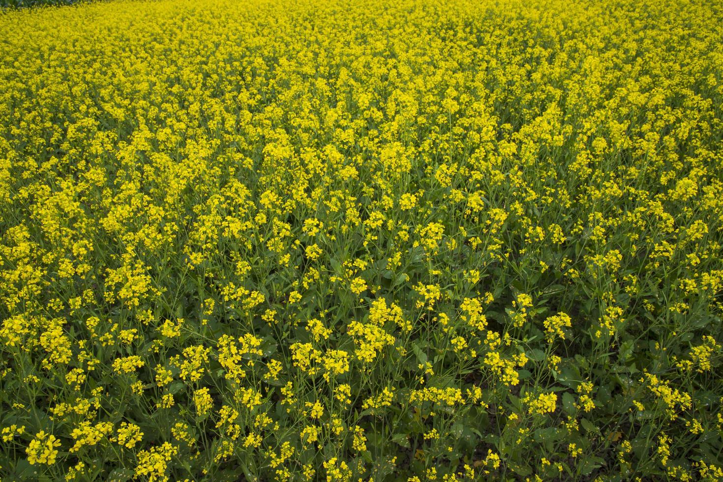 Blooming Yellow Rapeseed flowers in the field.  can be used as a floral texture background photo