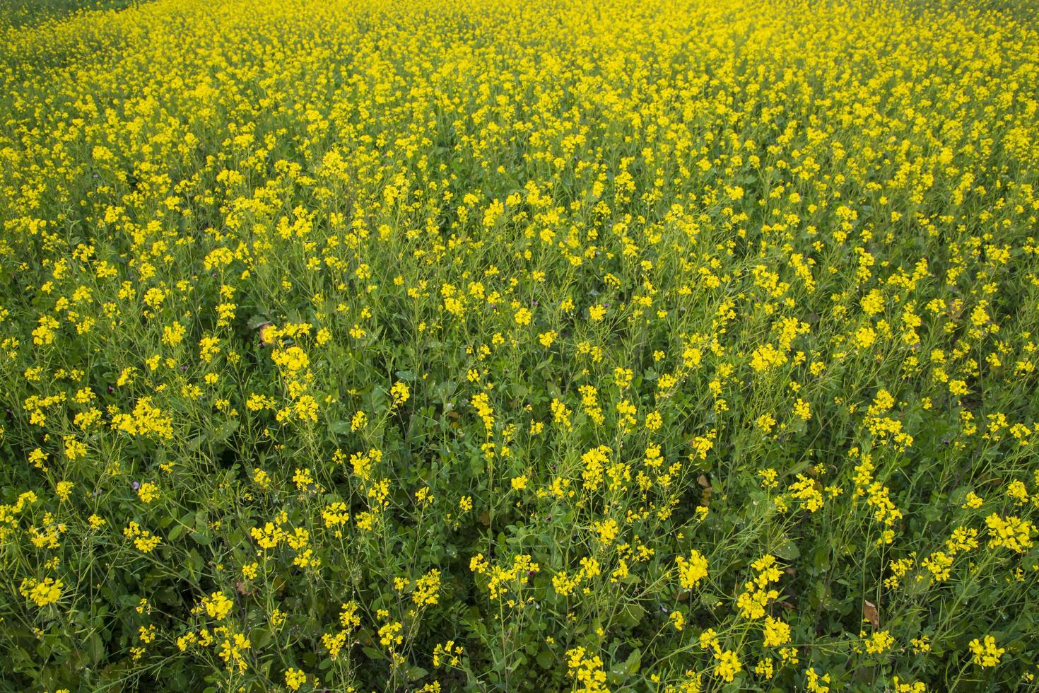 Blooming Yellow Rapeseed flowers in the field.  can be used as a floral texture background photo