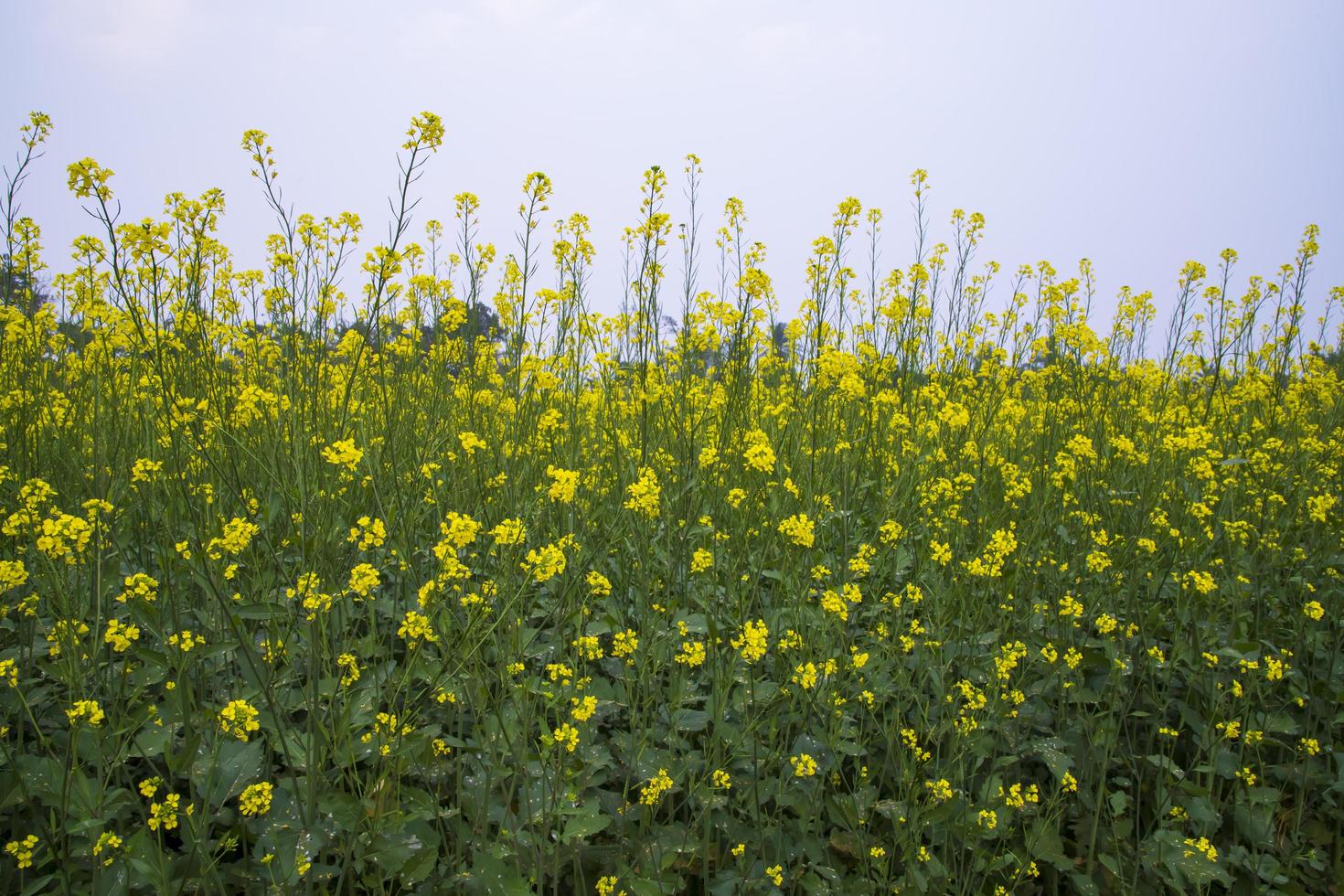 Yellow Rapeseed flowers in the field with blue sky. selective focus Natural landscape view photo