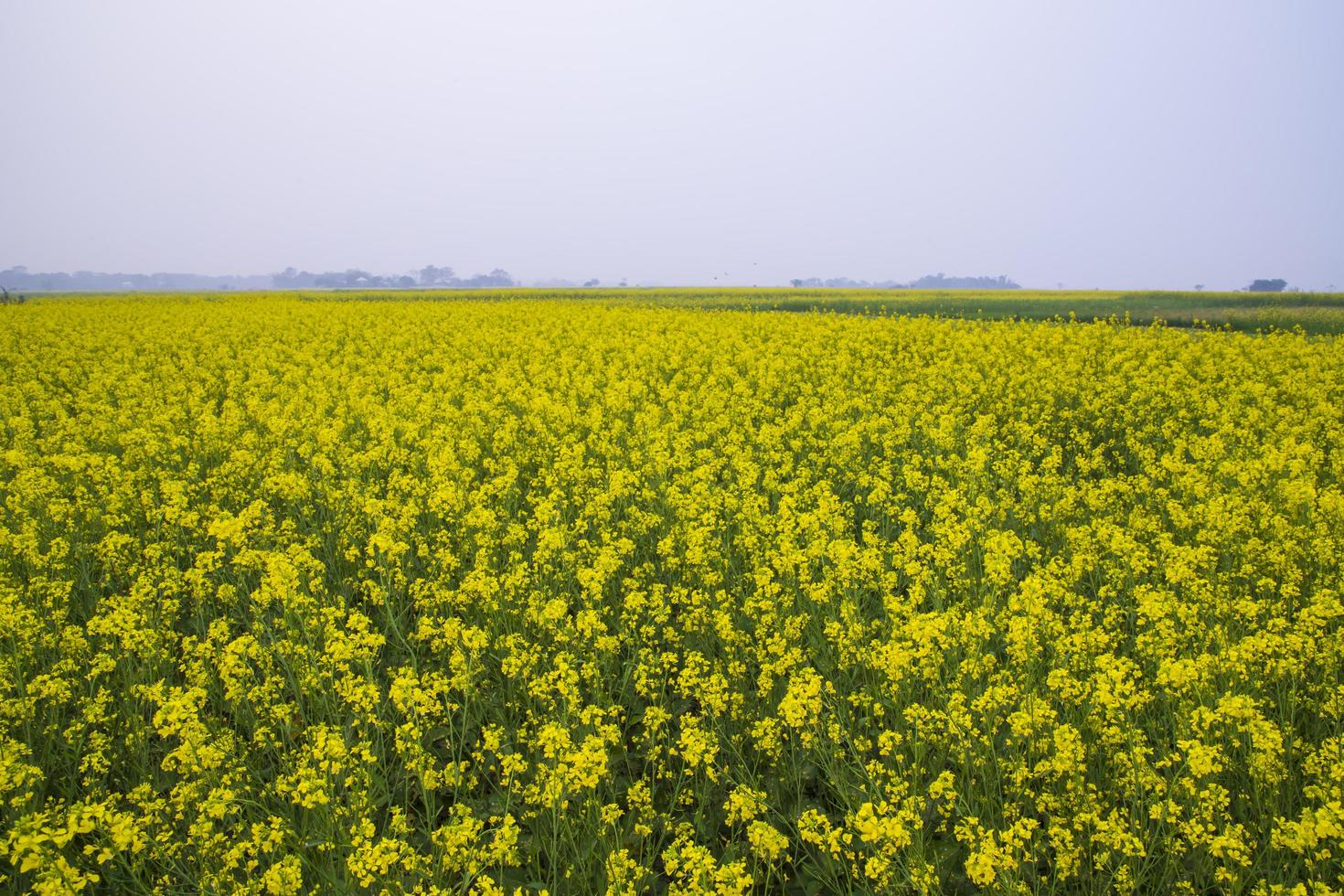 Beautiful Floral Landscape View of Rapeseed blossoms in a field in the countryside of Bangladesh photo