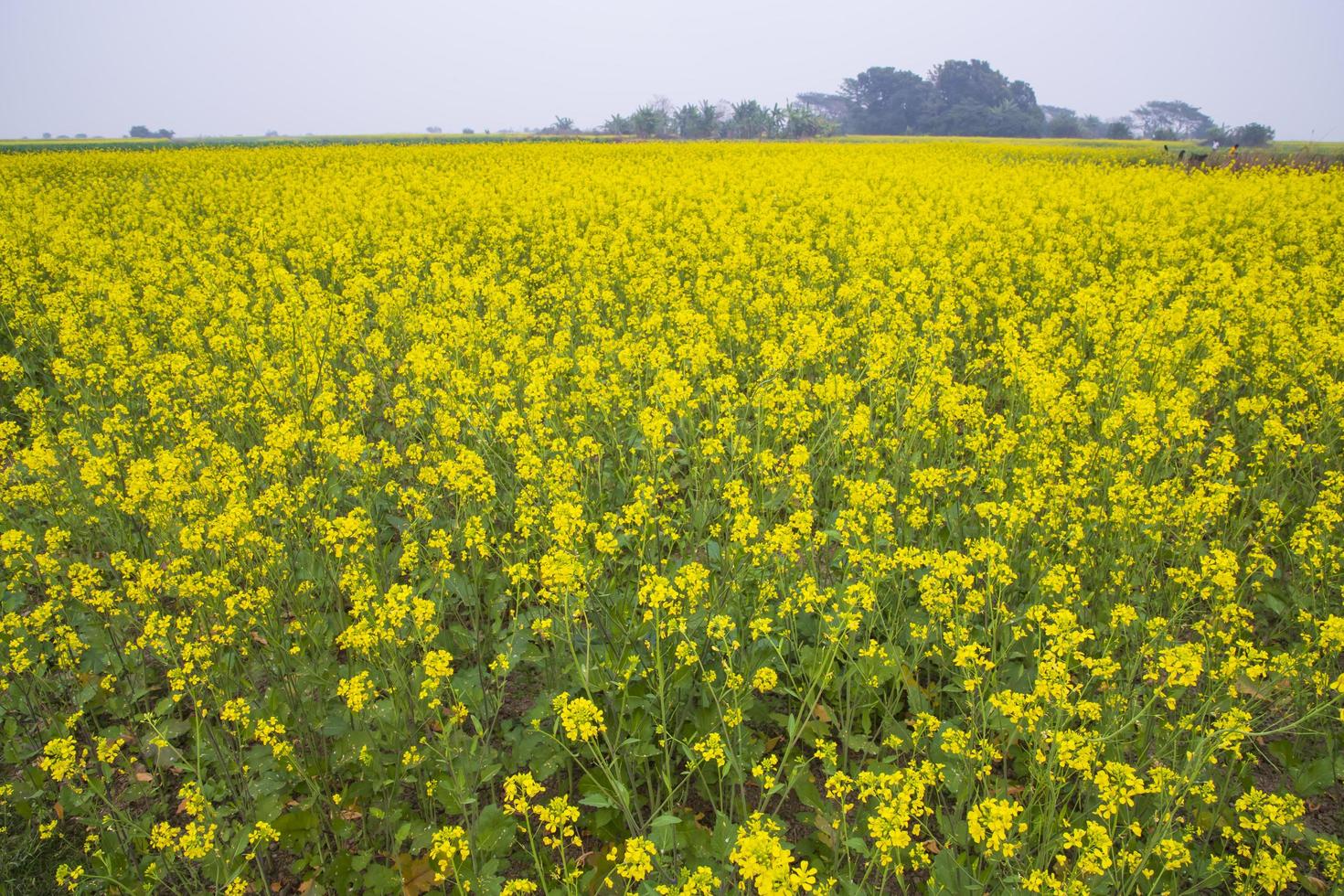 Beautiful Floral Landscape View of Rapeseed blossoms in a field in the countryside of Bangladesh photo