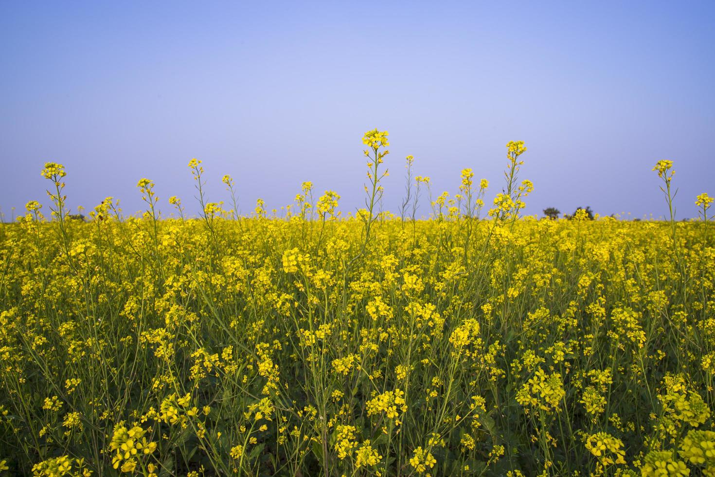 Yellow Rapeseed flowers in the field with blue sky. selective focus Natural landscape view photo