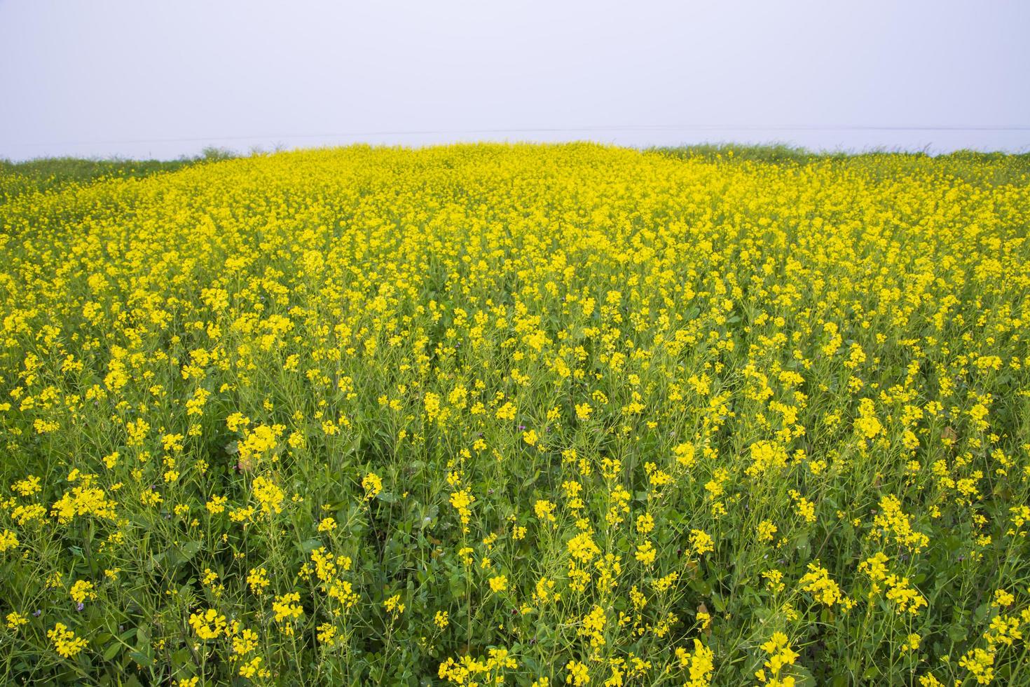 Beautiful Floral Landscape View of Rapeseed blossoms in a field in the countryside of Bangladesh photo