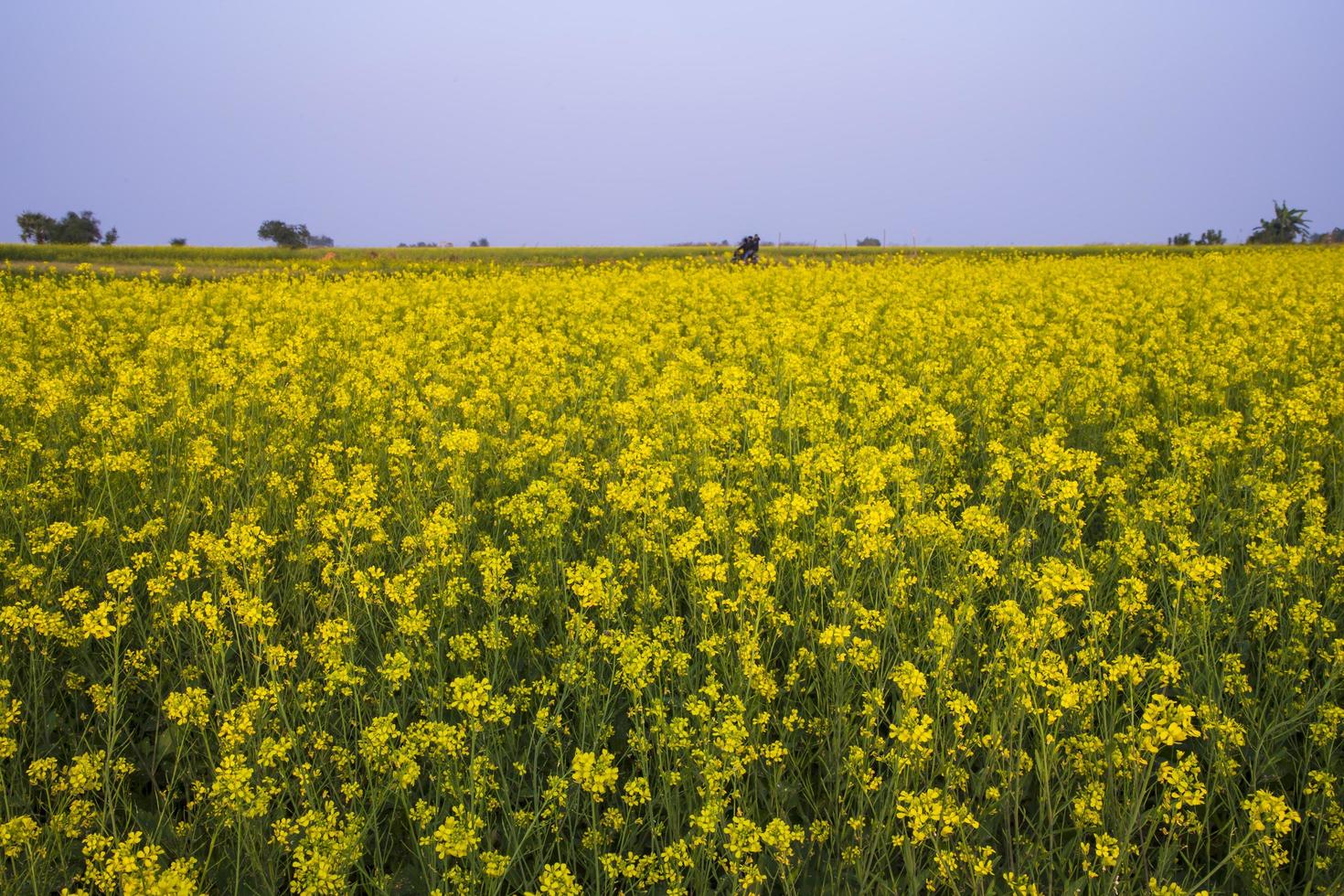 Beautiful Floral Landscape View of Rapeseed blossoms in a field in the countryside of Bangladesh photo