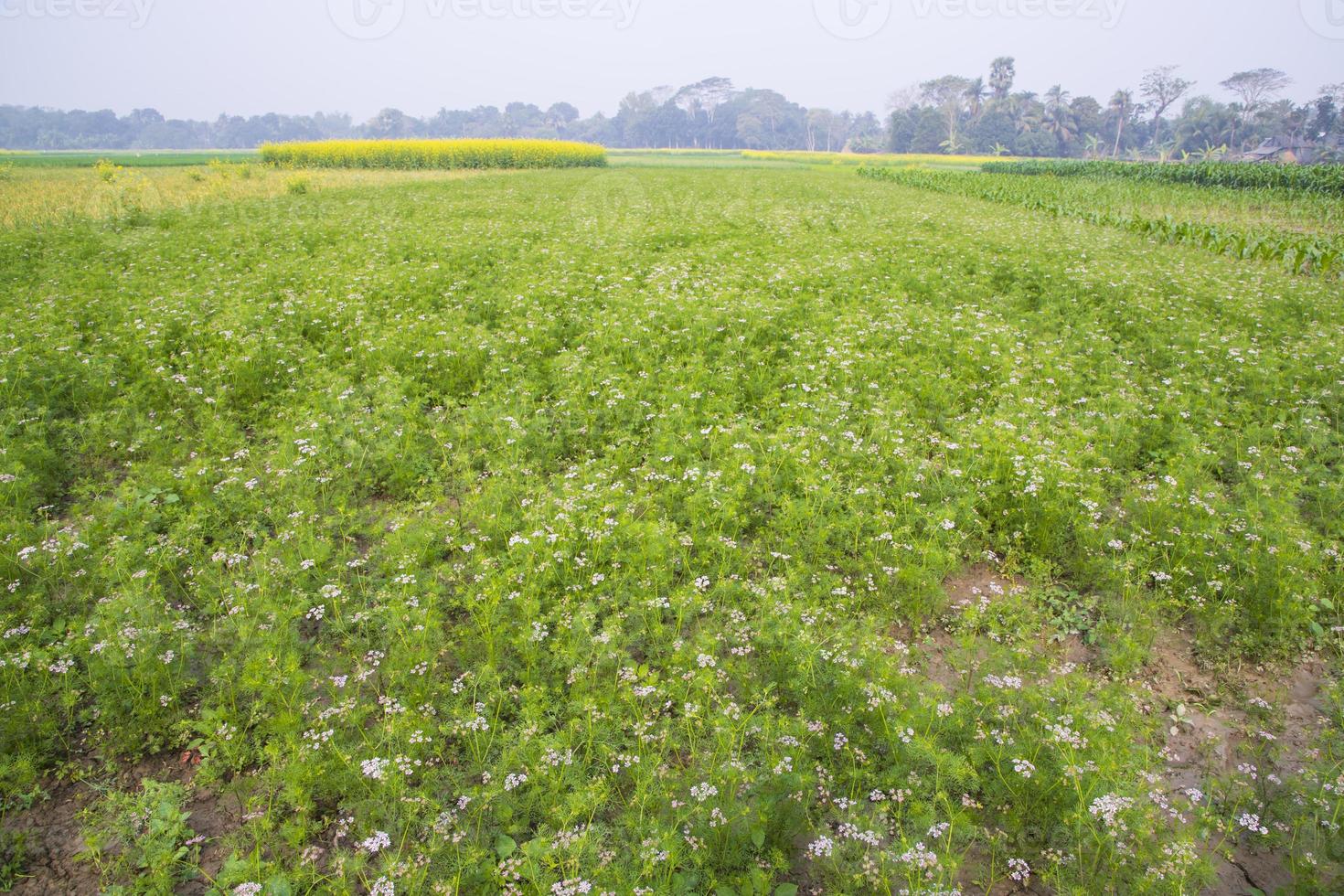 Green field of blooming coriander with small white flowers photo